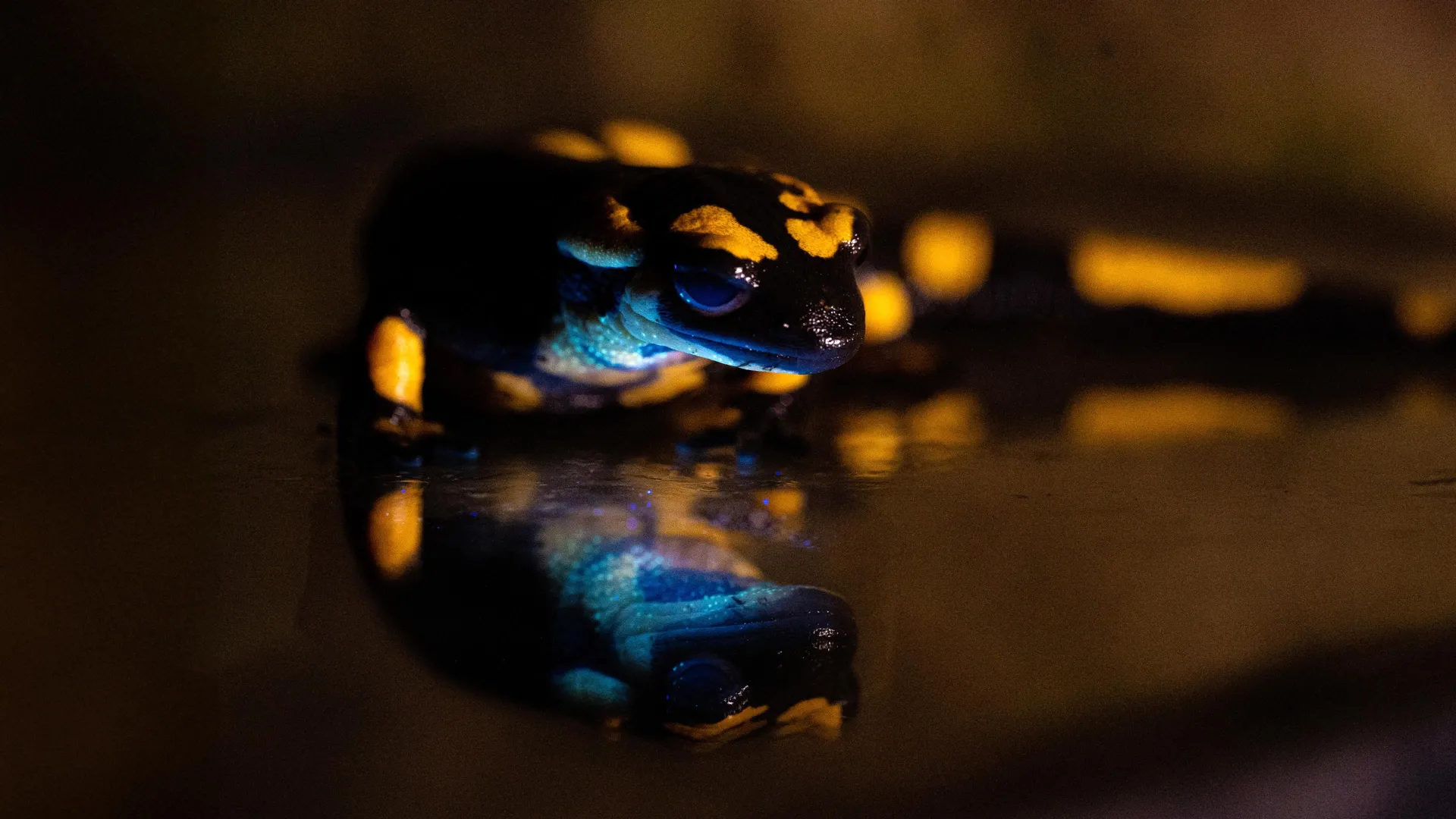 Salamandra pezzata (Salamandra salamandra) che mostra un bagliore biofluorescente sul lato ventrale. Credito: Bernat Burriel-Carranza, Museu de Ciències Naturals de Barcelona, Spagna