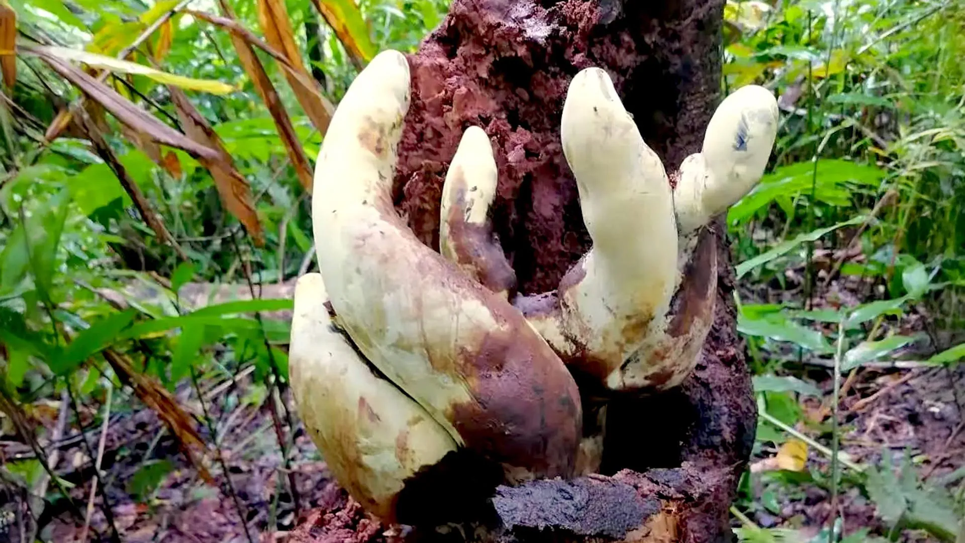 In Cina, gli scienziati hanno scoperto un nuovo fungo gigante la cui linea evolutiva risale a circa 65 milioni di anni fa, subito dopo l'estinzione dei dinosauri. Fonte: Istituto di Botanica di Kunming / Accademia Cinese delle Scienze