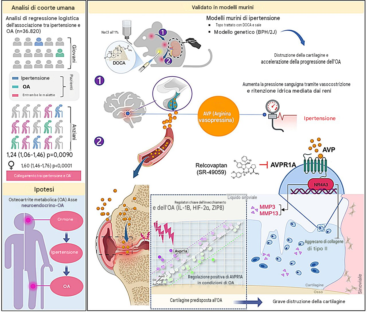 L'ipertensione accelera l'osteoartrite attraverso la via di segnalazione AVP-AVPR1A. Fonte: Science (2026). DOI: 10.1126/science.aed8207