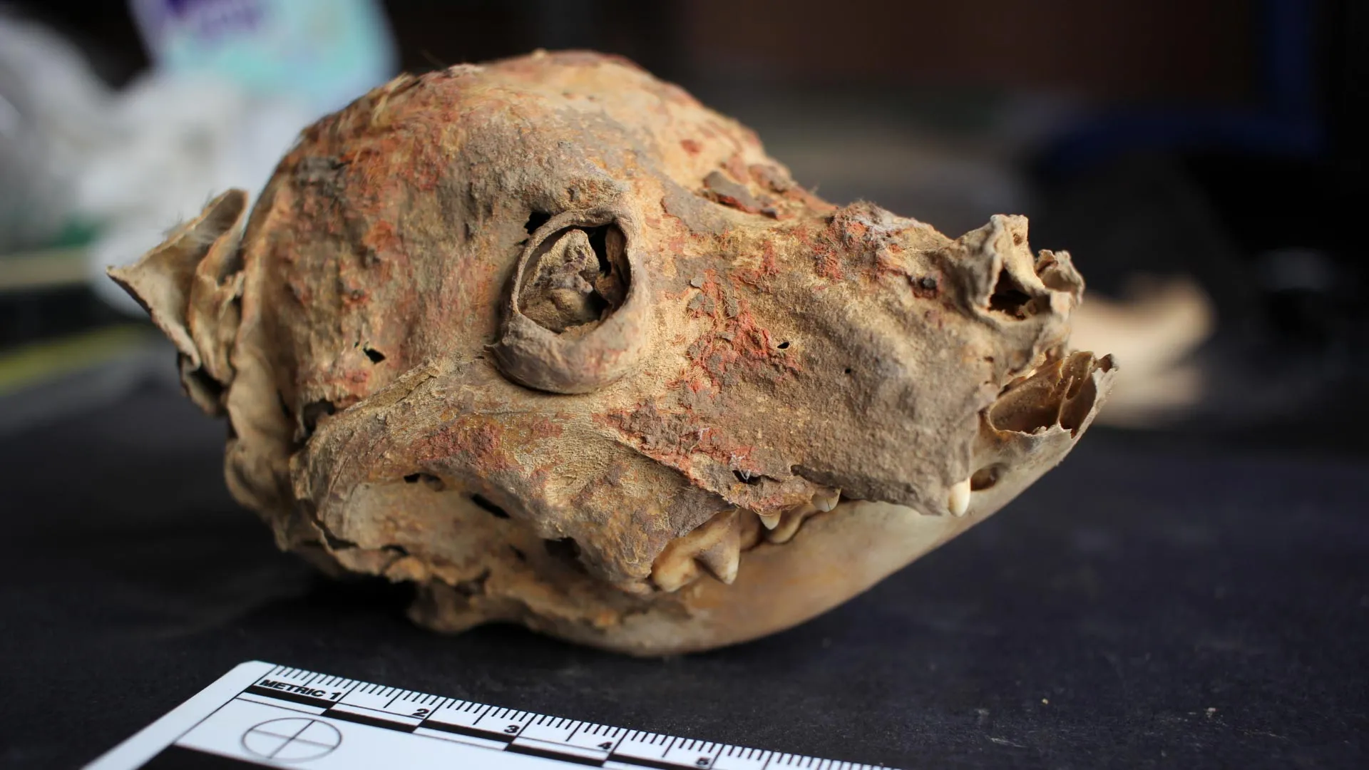Teschio di cane mummificato naturalmente e dipinto con cinabro, proveniente dal Castillo de Huarmey in Perù. Credito: Weronika Tomczyk
