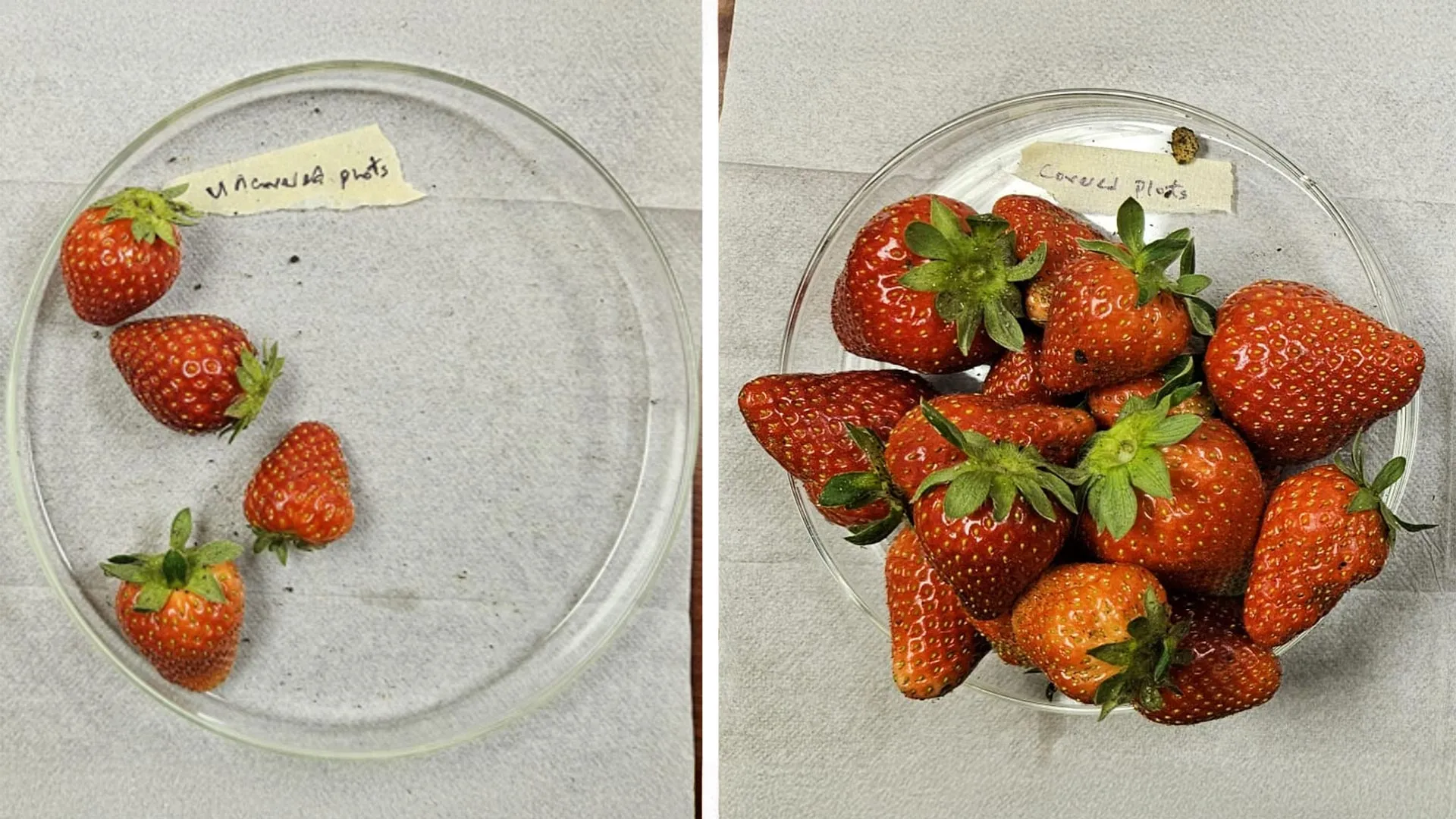 Fragole coltivate con e senza la copertura tessile Plant Armor. La nuova tecnologia ha aumentato la resa delle fragole fino a 3,56 volte nei test in campo in serra. Credito: Gabriel Olawuyi, NC State University 