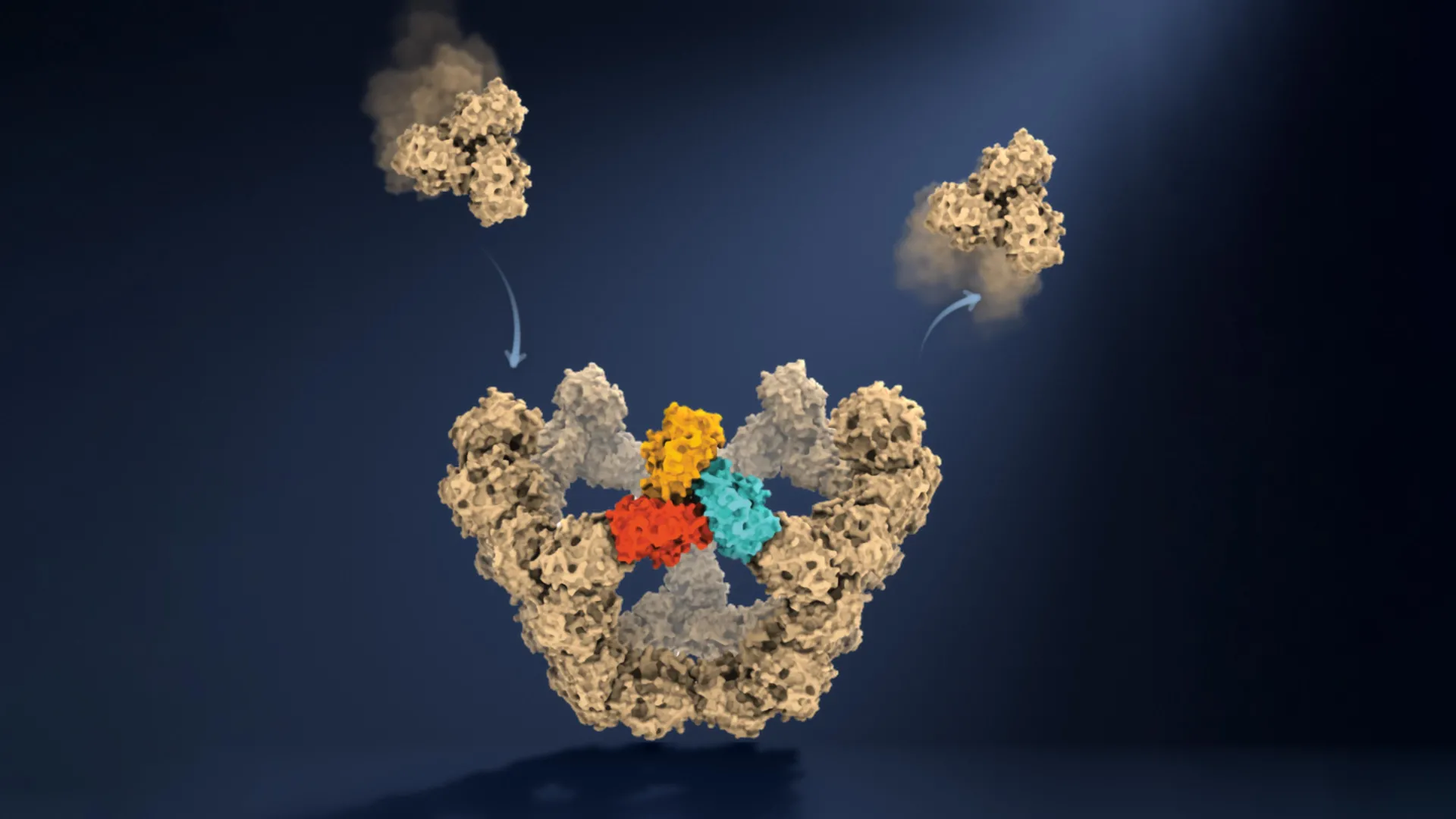 Illustrazione dell'autoassemblaggio di una particella simile a un virus. I blocchi costitutivi proteici possono unirsi e separarsi ripetutamente dalla particella in crescita. Quando formano una faccia chiusa, molteplici connessioni bloccano i blocchi costitutivi in posizione, fornendo strutture intermedie stabili da cui la particella può continuare ad assemblarsi. Strutture renderizzate a partire dal PDB ID 7B3Y utilizzando il software ChimeraX. L'illustrazione è stata successivamente modificata con Claude (Anthropic). Crediti: Roi Asor